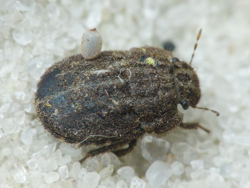Odontoscelis (Obscuromorpha) hispidula (Jakovlev, 1874)